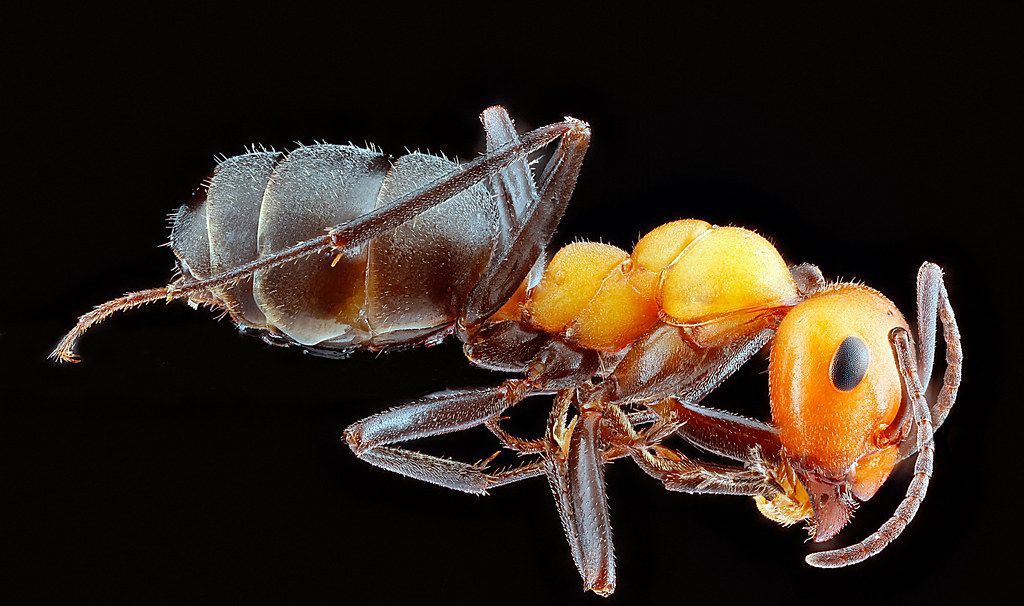 Ant Control service in New Haven, CT