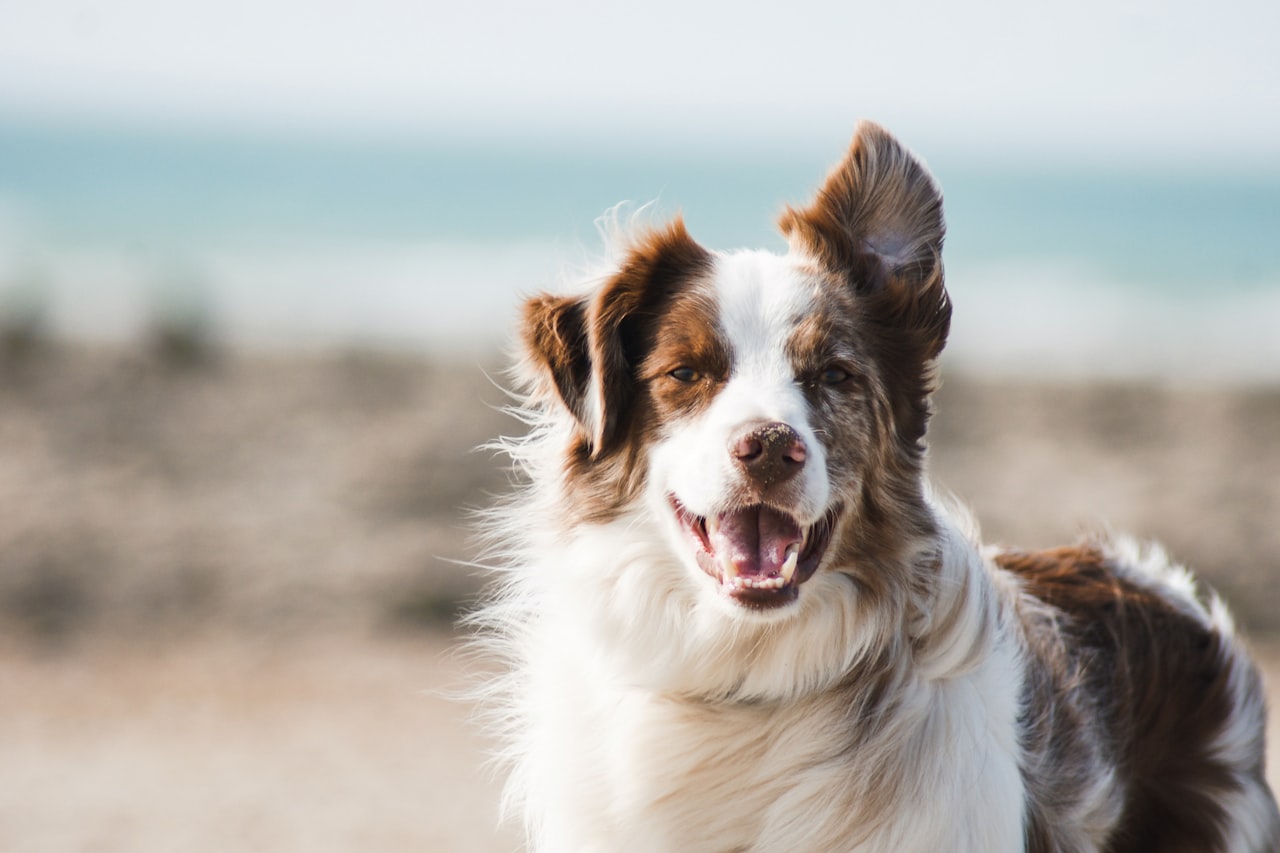 Flea & Tick Control service in New Haven, CT