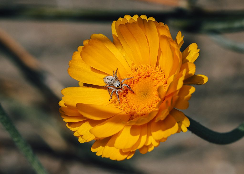 Spider Control service in New Haven, CT